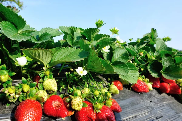 Red Green Strawberries Growing Garden — Stock Photo, Image