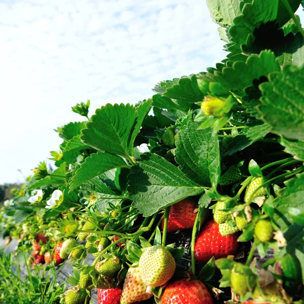 Rode Groene Aardbeien Groeien Tuin — Stockfoto