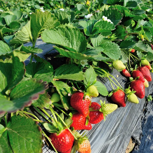 Rode Groene Aardbeien Groeien Tuin — Stockfoto