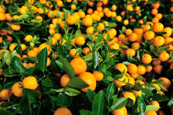 Close up view of kumquat growing in garden 