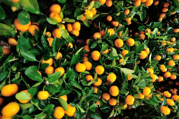 Zblízka Pohled Kumquat Rostoucí Zahradě — Stock fotografie