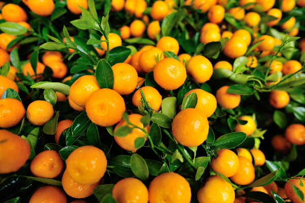 Close up view of kumquat growing in garden 