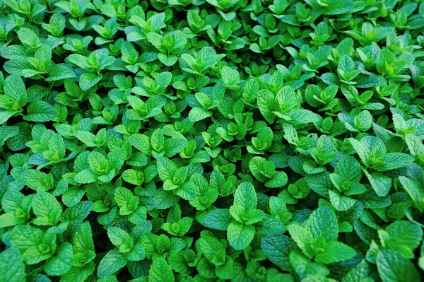 Tanaman Mint Hijau Tumbuh Kebun Sayuran — Stok Foto