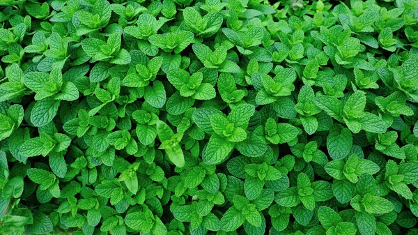 Green Mint Plants Growing Vegetable Garden — Stock Photo, Image