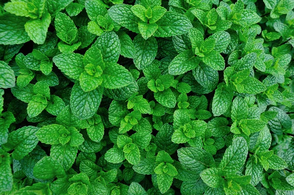 Plantas Menta Verde Que Crecen Huerto — Foto de Stock