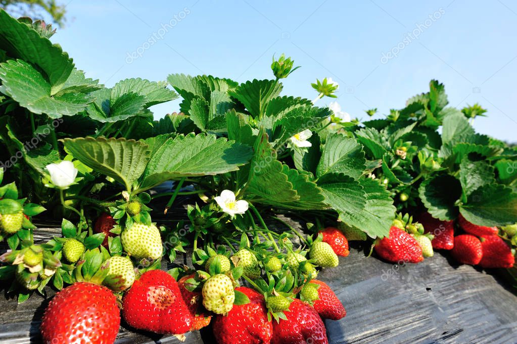 Rote Und Grüne Erdbeeren Wachsen Garten — Stockfoto © lzf #184422492