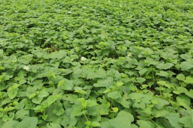 Tatlı patates bitkiler büyüyen under