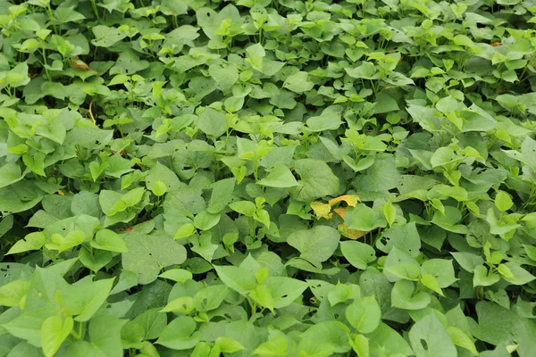 Las Plantas Batata Que Crecen Archivado — Foto de Stock