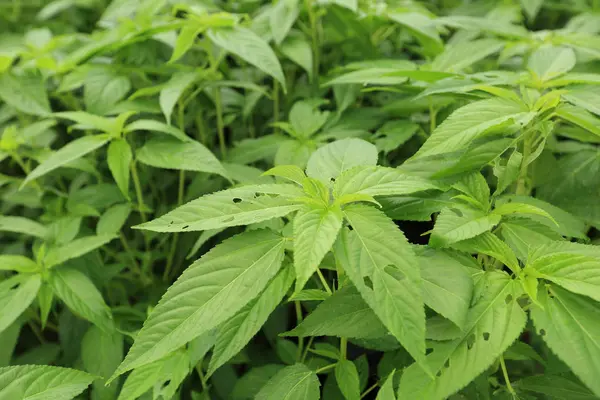 Cannabis Plants Growing Garden — Stock Photo, Image