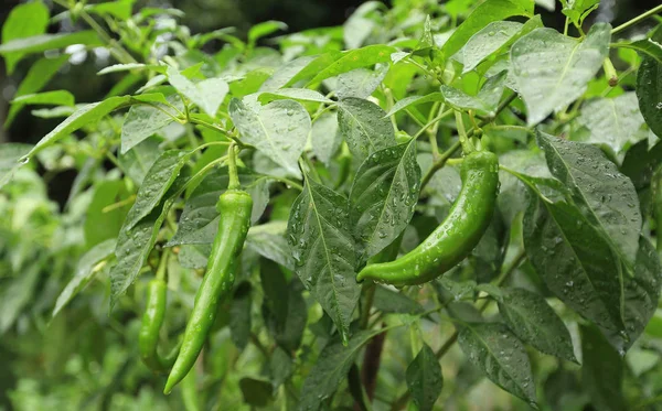 Green Pepper Plants Growing Vegetable Garden — Stock Photo, Image