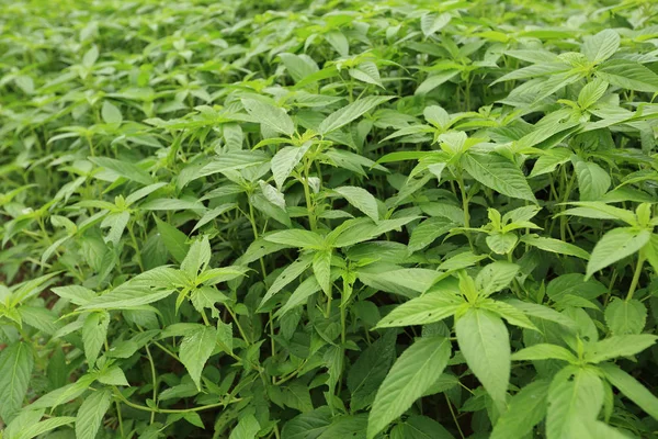 Cannabis Plants Growing Garden — Stock Photo, Image