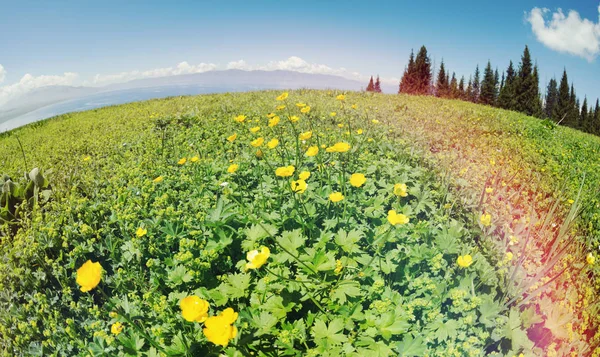 Paysage Été Fond Avec Des Fleurs Jaunes Fraîches Sur Les — Photo