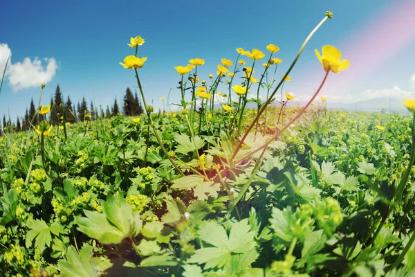Zomer Landschap Achtergrond Met Verse Gele Bloemen Grasland — Stockfoto
