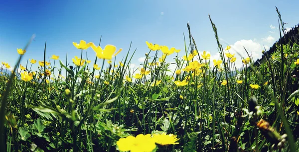 Lato Tle Krajobrazu Świeże Żółte Kwiaty Użytkach Zielonych — Zdjęcie stockowe