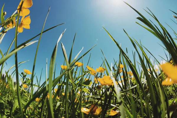 Verão Paisagem Fundo Com Flores Amarelas Frescas Pastagens — Fotografia de Stock