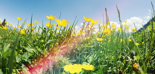 Paysage Été Fond Avec Des Fleurs Jaunes Fraîches Sur Les — Photo