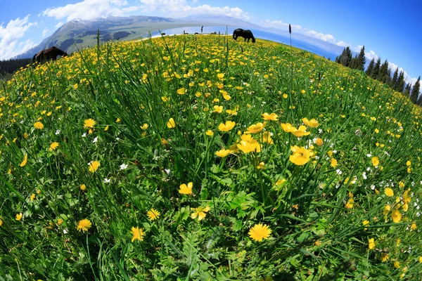 Yaz Manzara Arka Plan Otlakta Taze Sarı Çiçekli — Stok fotoğraf