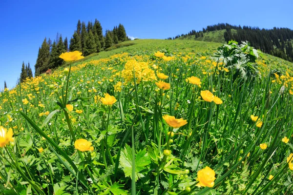 Letní Krajina Pozadí Čerstvým Žluté Květy Louky Pastviny — Stock fotografie