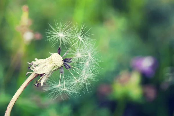Красивый Цветок Одуванчика Зеленом Саду — стоковое фото