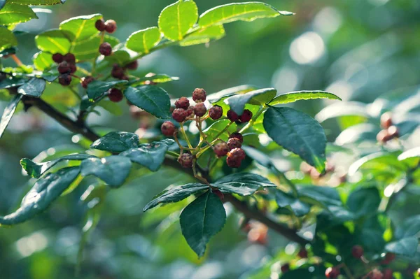 Pieprz Brazylijski Owoce Drzewie Naturze — Zdjęcie stockowe