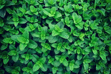 yeşil nane bitkisi sebze bahçesinde büyüyor