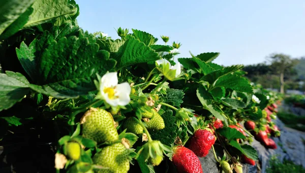 红绿草莓在花园里生长 — 图库照片