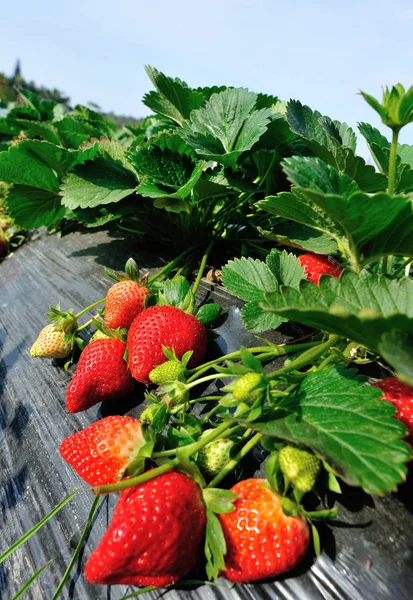 Red Green Strawberries Growth Garden — Stock Photo, Image