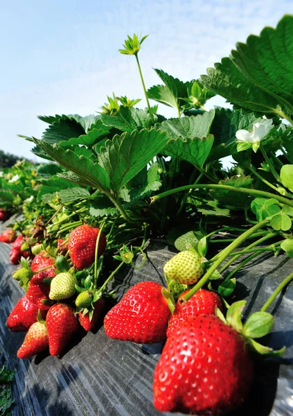 Red Green Strawberries Growth Garden — Stock Photo, Image