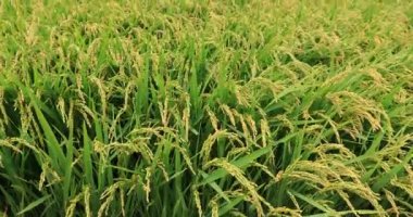 pirinç bitki olmayacak alan