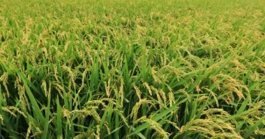 pirinç bitki olmayacak alan