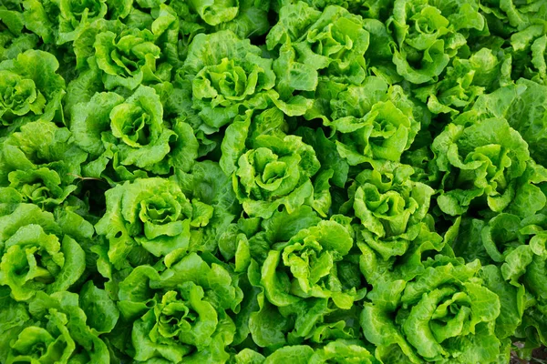 Plantas Alface Verde Crescendo Campo — Fotografia de Stock