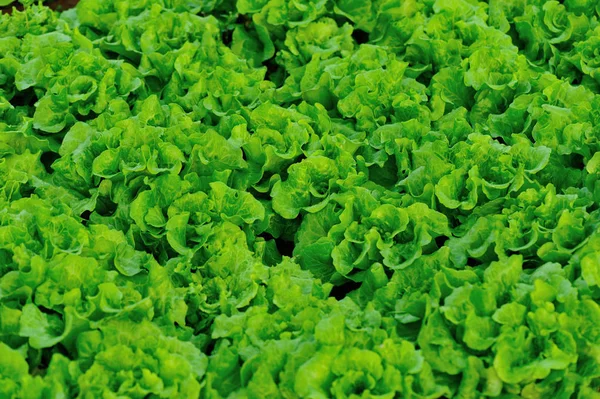 Grüne Salatpflanzen Wachsen Auf Dem Feld — Stockfoto
