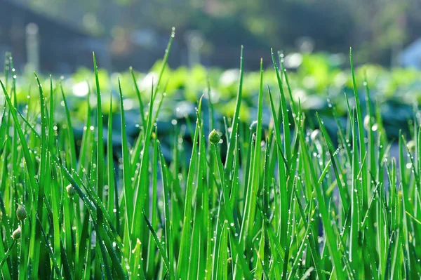 Grüne Frühlingszwiebeln Wachsen Gemüsegarten — Stockfoto