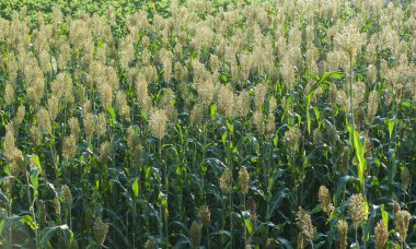 Jowar tahıl sorgum çiftlik sahasında büyüyen