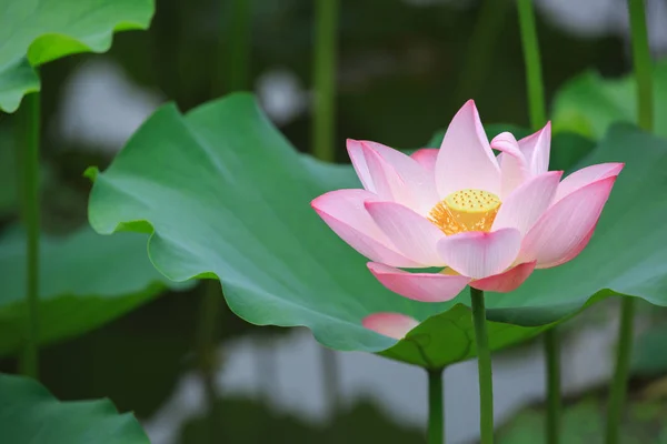 Pink Lotus Flower Blooming Pond — Stock Photo, Image