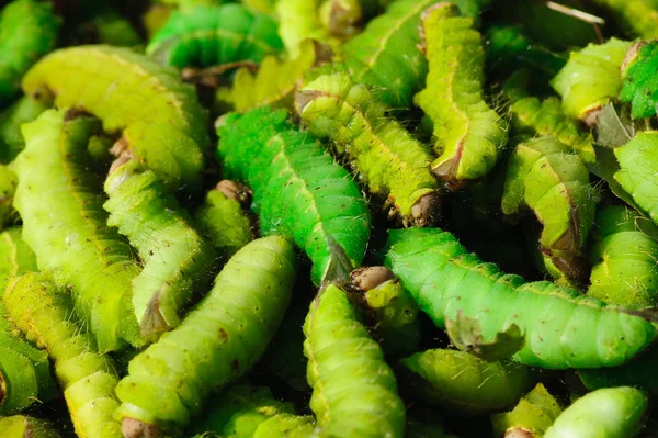 Viele grüne Seidenraupen — Stockfoto