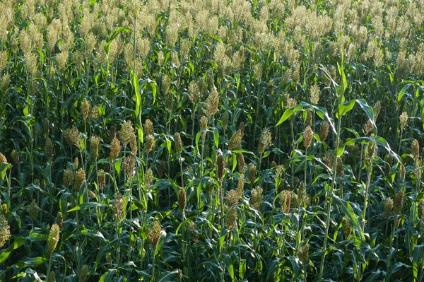 Jowar Sorgo Grão Crescendo Campo Fazenda — Fotografia de Stock