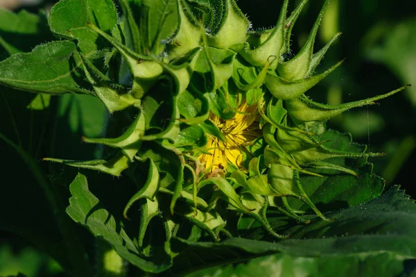 Close View Beautiful Sunflower Blooming Garden — Stock Photo, Image