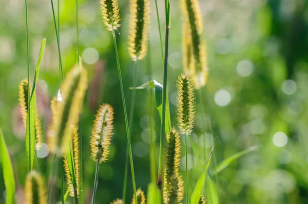 Groene foxtail gras — Stockfoto