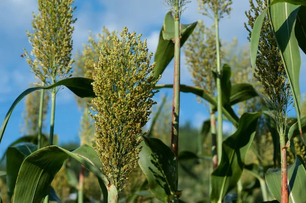 Jowar Korn Sorghum Växer Farm Field — Stockfoto