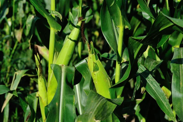Zöld Kukorica Növénytermesztés Telepen — Stock Fotó