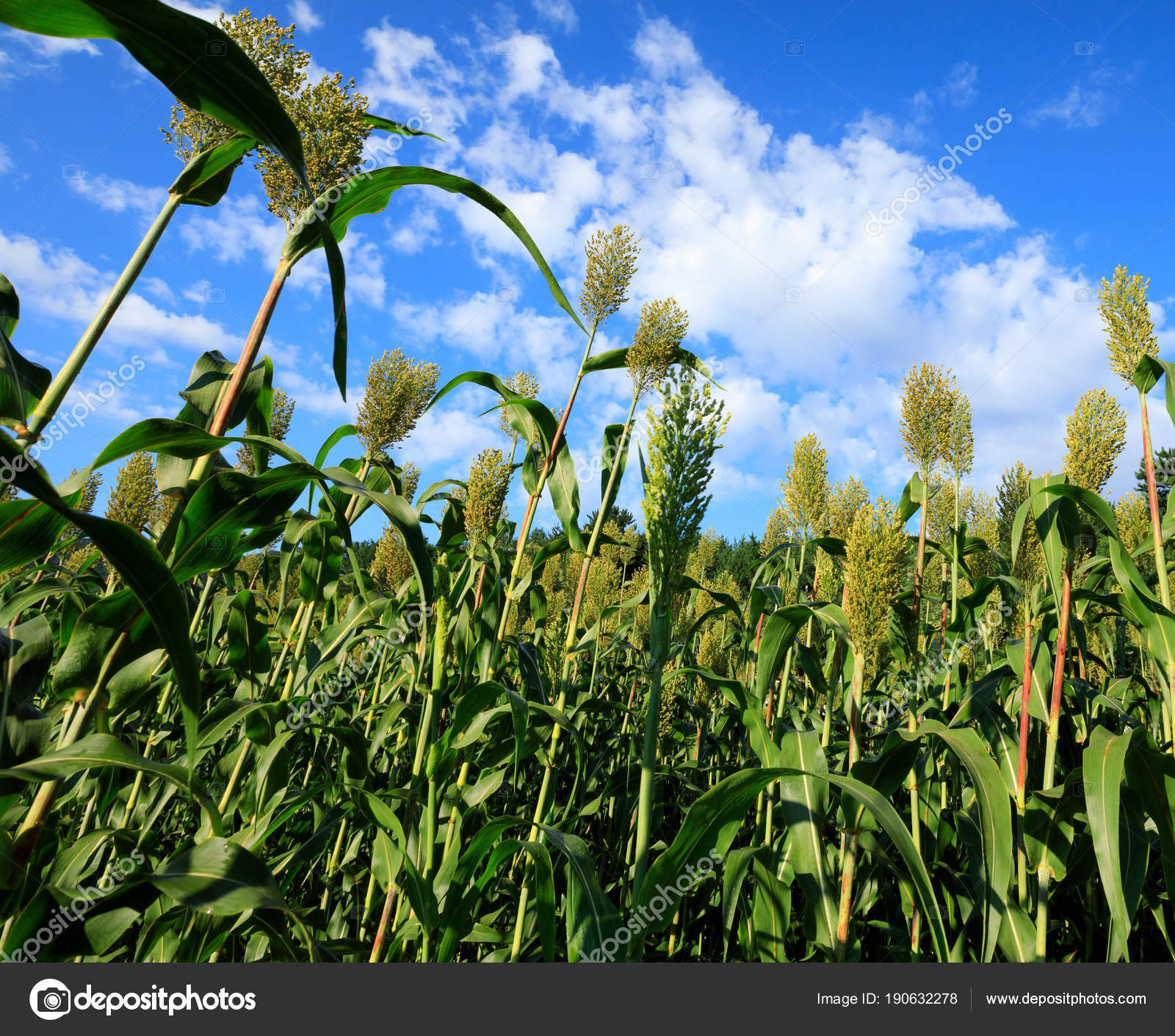 Jowar Grain Growing Farm Field ⬇ Stock Photo, Image by © lzf