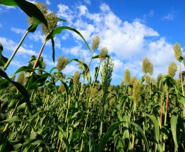 Jowar tahıl sorgum çiftlik sahasında büyüyen