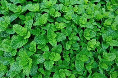 Sebze bahçesinde yetişen yeşil nane bitkileri