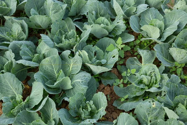 Grünkohlpflanzen Wachsen Gemüsegarten — Stockfoto
