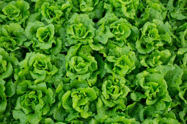 Rows Butterhead Growing Greenhouse Top View — Stock Photo, Image