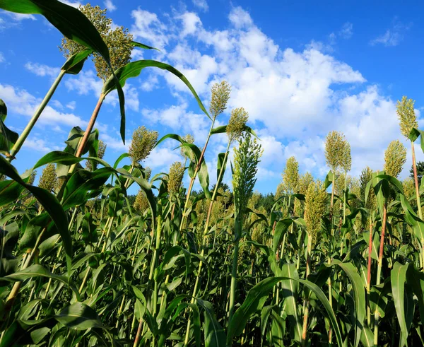 Jowar Korn Sorghum Växer Farm Field — Stockfoto