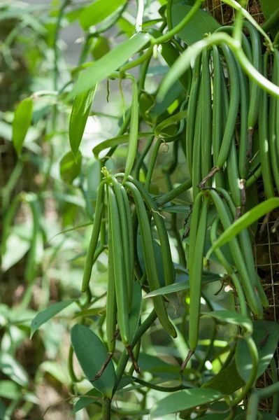 Piante Vanigliate Piantagione Agricola Giardino Tropicale — Foto Stock