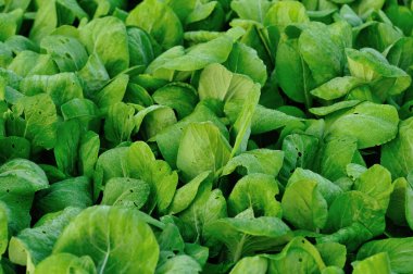 Yeşil choysum bitkiler Sebze Bahçe