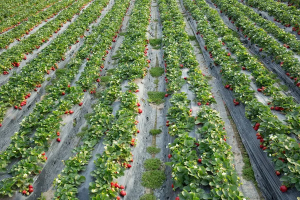 Erdbeerreihen Wachsen Garten — Stockfoto